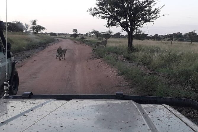 4 Days Group Joining Camping Safari to Tarangire Serengeti Ngorongoro Crater - Camping, meals, and the daily routine
