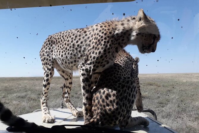 4 Days Group Joining Camping Safari to Tarangire Serengeti Ngorongoro Crater - The 4WD and the value of a group vehicle