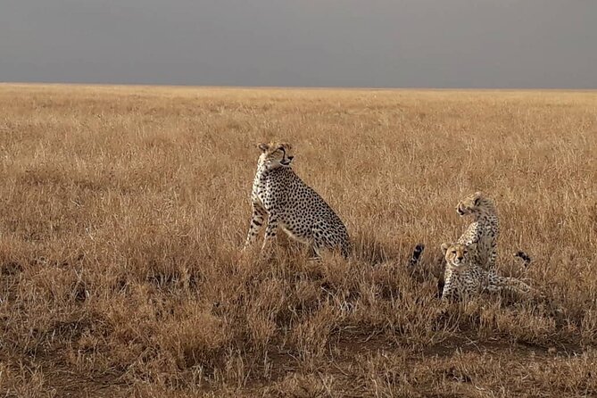 4 Days Group Joining Camping Safari to Tarangire Serengeti Ngorongoro Crater - What wildlife sightings are really like