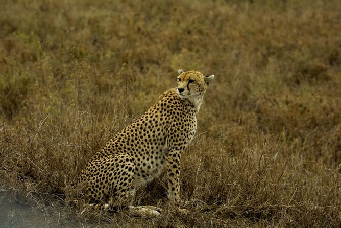 4 Days Group Joining Camping Safari to Tarangire Serengeti Ngorongoro Crater - Day 2: Reaching the Serengeti and sleeping at Seronera
