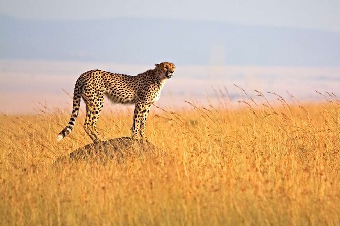 4 Days Group Joining Camping Tanzania safari - Day one: Tarangire’s elephants and bird country