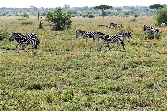 4 Days Join Group tour Tarangire Serengeti and Ngorongoro crater - Three parks, four days, and a lot of road