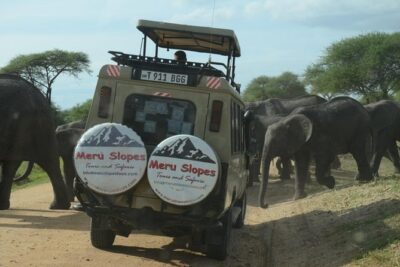 4 Days Join Group tour Tarangire Serengeti and Ngorongoro crater