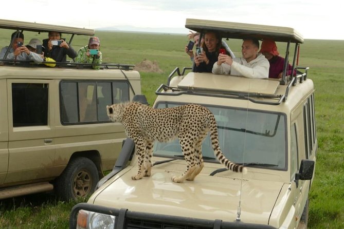 4 Days Join Group tour Tarangire Serengeti and Ngorongoro crater - Who should book this four-day safari?