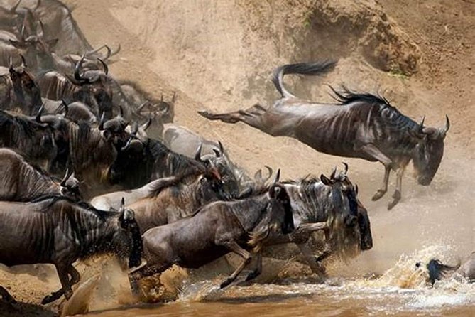 4 Days Joined Group Safari Serengeti,Ngorongoro and Tarangire National Parks - Why this four-day route works