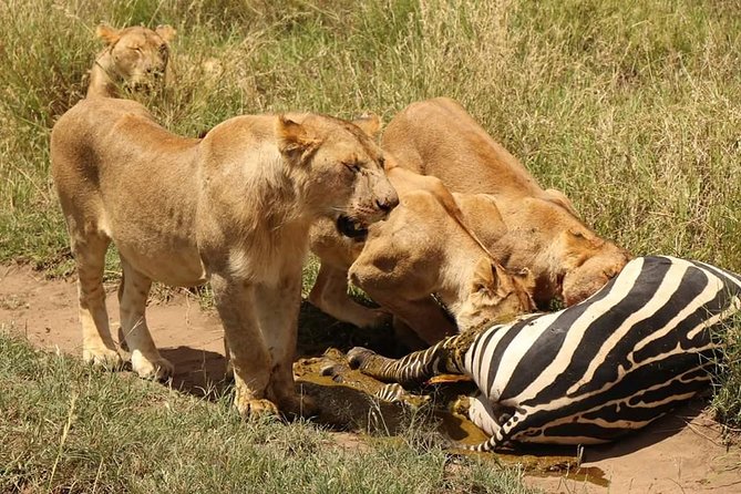4 Days Joined Group Safari Serengeti,Ngorongoro and Tarangire National Parks - Day two: crossing into the Serengeti