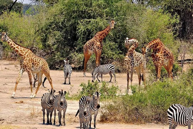 4 Days Joined Group Safari Serengeti,Ngorongoro and Tarangire National Parks - Camping, meals, and the daily pace
