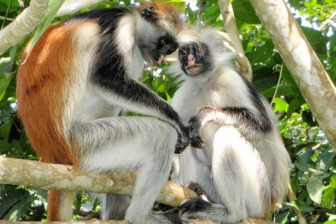 4 Days Joined Group Safari Serengeti,Ngorongoro and Tarangire National Parks - The guide and shared Jeep experience