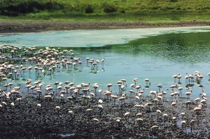 4 Days Joined Group Safari Serengeti,Ngorongoro and Tarangire National Parks - Day one: Tarangire’s elephants and baobab country