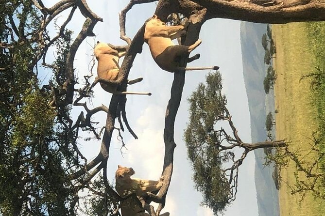 4 Days lodge &camping Tarangire,Serengeti, Ngorongoro Safari Tour - Day 4: Wildlife below the Ngorongoro rim