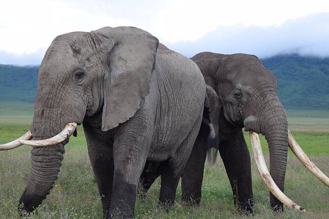 4 Days lodge &camping Tarangire,Serengeti, Ngorongoro Safari Tour - The people behind the trip