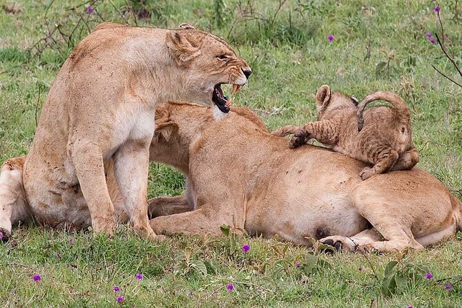 4 Days lodge &camping Tarangire,Serengeti, Ngorongoro Safari Tour - Day 2: From the crater viewpoint to central Serengeti