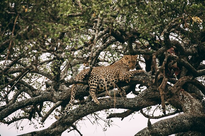 4 Days Lodge Safari in Lake Manyara, Serengeti & Ngorongoro Crater - Practical details before you commit