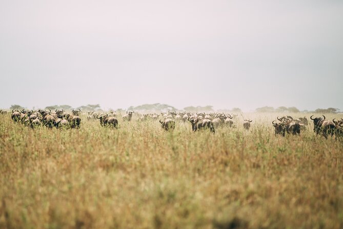 4 Days Lodge Safari in Lake Manyara, Serengeti & Ngorongoro Crater - Should you book this four-day safari?