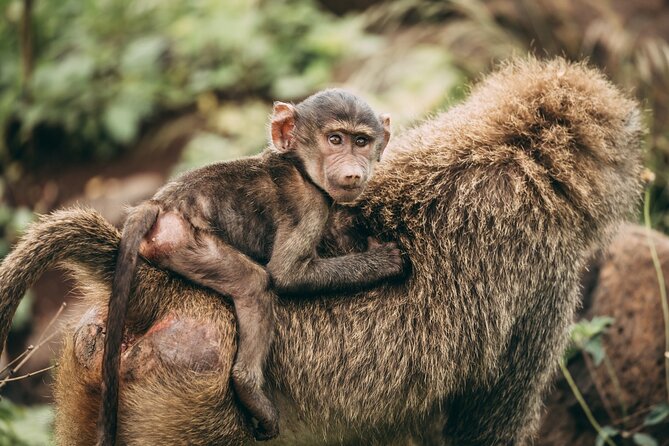 4 Days Lodge Safari in Lake Manyara, Serengeti & Ngorongoro Crater - Day three: Seronera at first light