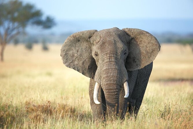 4 Days lodge safari Tarangire , Ngorongoro crater & Walking - Day three: the Ngorongoro Crater
