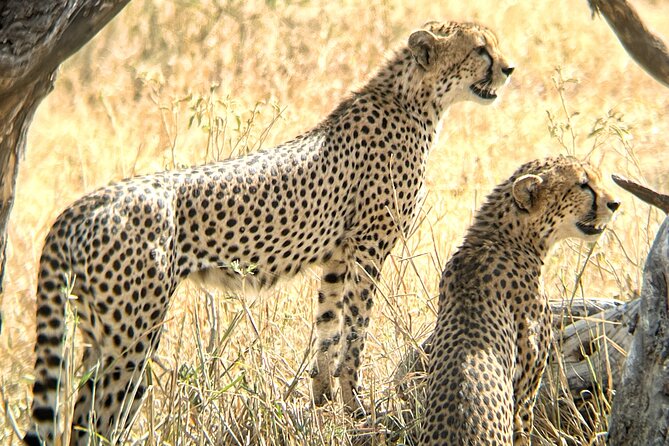 4 days safari - What $1,300 buys you in northern Tanzania
