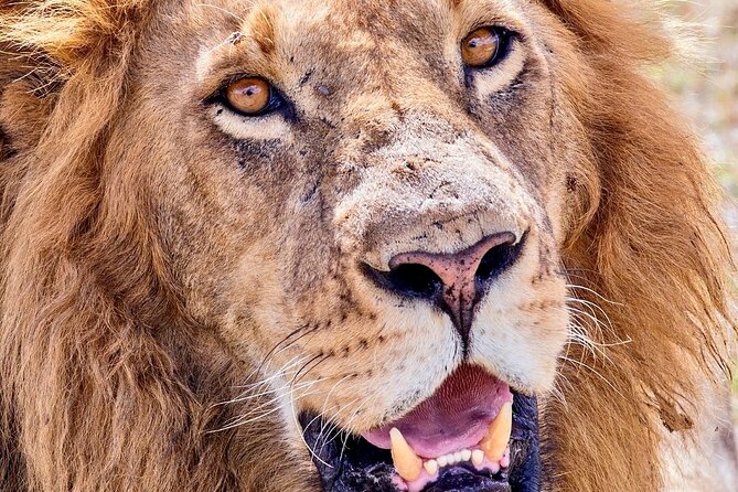 4 days safari - The guides, cook, and the value of good field skills
