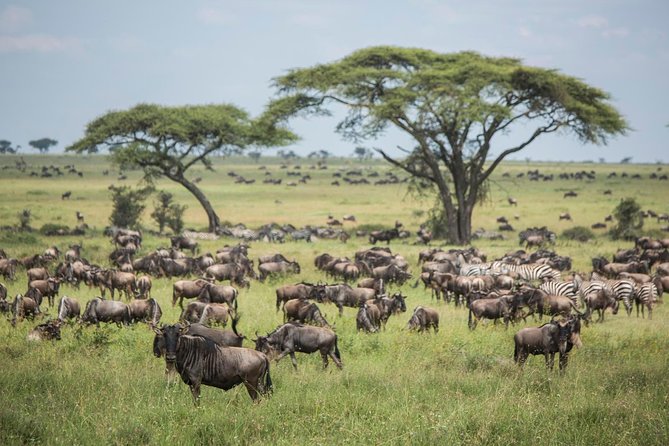 4 days safari in Tanzania - What this four-day Tanzania safari really covers