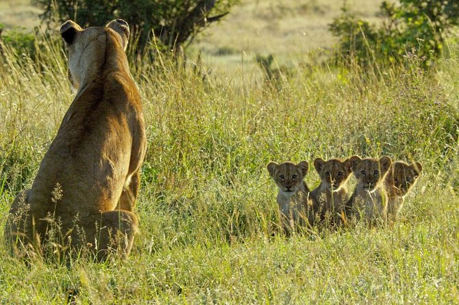 4 days safari in Tanzania - Day 3: Olduvai Gorge and the Ngorongoro highlands