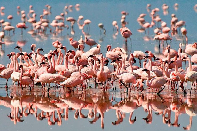 4 days safari in Tanzania - Day 4: Into Ngorongoro Crater