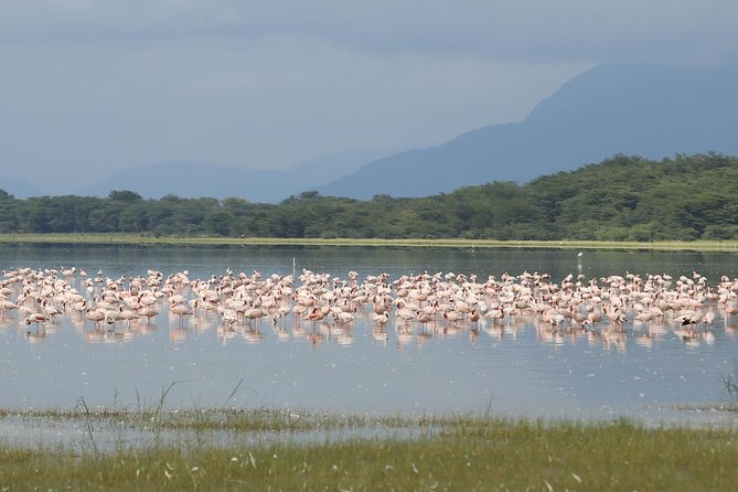 4 days safari in Tanzania - The guide can make or break the safari