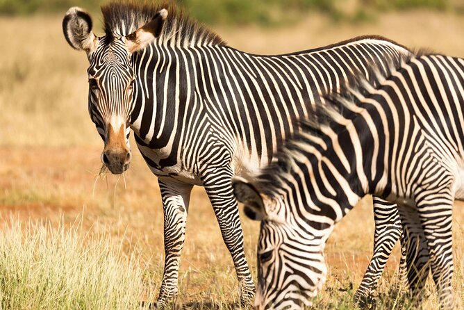 4 Days Safari to Tarangire, Serengeti and Ngorongoro - Day 3: Sunrise in the Serengeti, then toward Ngorongoro