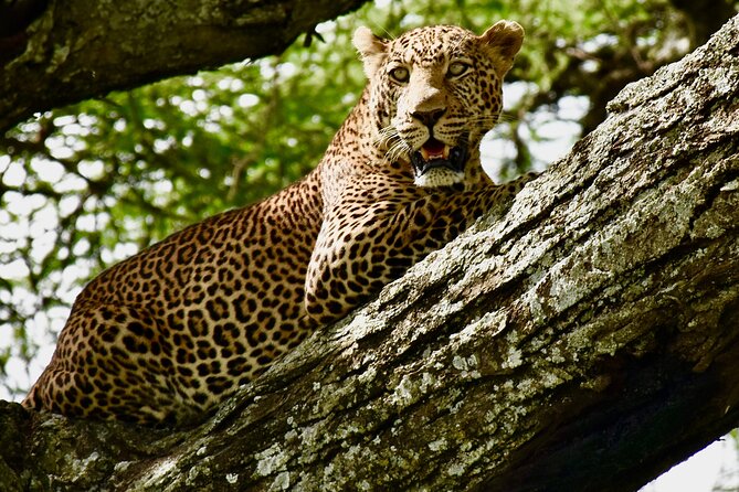 4 days safari - Day one: Tarangire’s elephants and baobabs