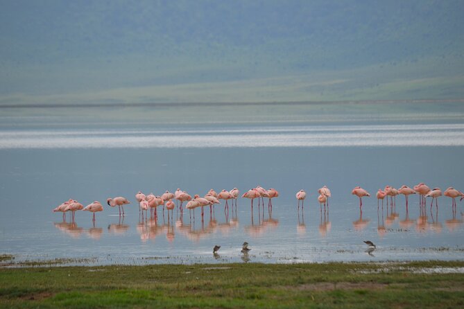 4 days serengeti & ngorongoro mid range tour - Day 3: Serengeti at dawn, balloon option, and the return toward Ngorongoro