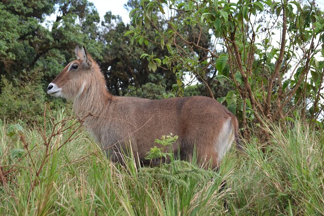 4 days serengeti & ngorongoro mid range tour - Day 4: Searching for rhinos inside Ngorongoro Crater