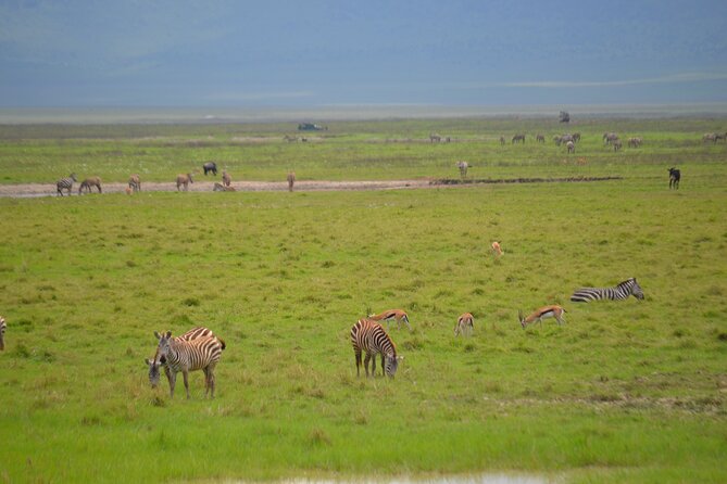 4 days serengeti & ngorongoro mid range tour - Guides, vehicles, and the private format
