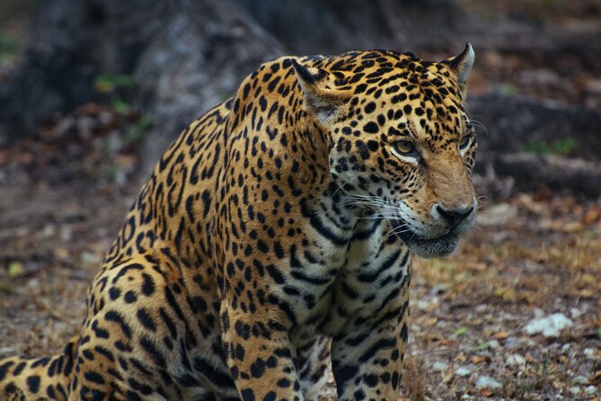 4 Days Tanzania Budget Group Join Safari- Serengeti & Ngorongoro - Day 2: A full eight hours in Serengeti National Park