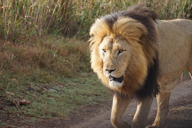 4 Days Tanzania Budget Group Join Safari- Serengeti & Ngorongoro - Day 3: The Serengeti to Ngorongoro Crater