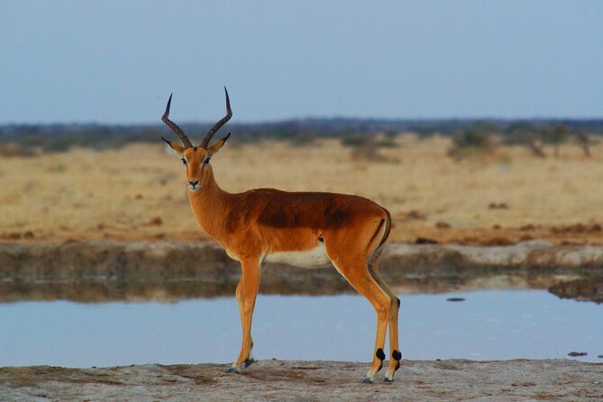 4 Days Tanzania Budget Group Join Safari- Serengeti & Ngorongoro - Day 4: A final crater drive and return to Arusha