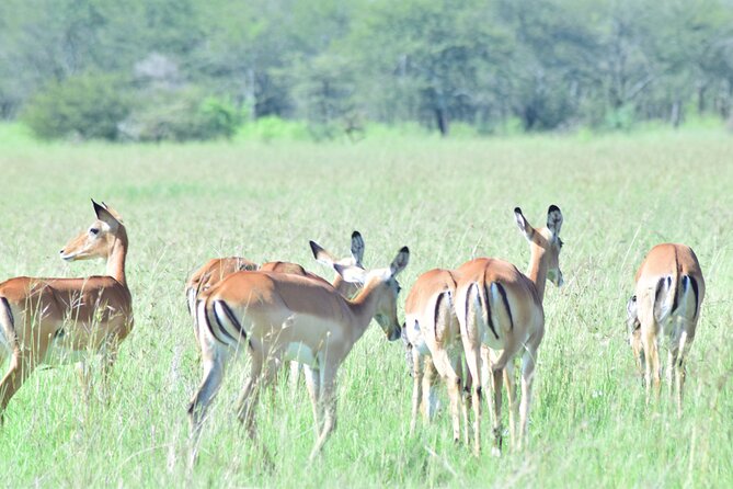 4 Days Tanzania Budget Group Join Safari- Serengeti & Ngorongoro - Meals, drinks, and daily comfort