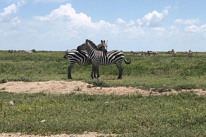 4 Days Tanzania Camping Safari - Day 3: Morning predators and the Ngorongoro rim