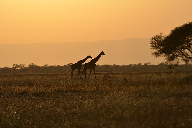 4 Days Tanzania Lodge Safari With Two Nights at Serengeti - Why two Serengeti nights change the trip