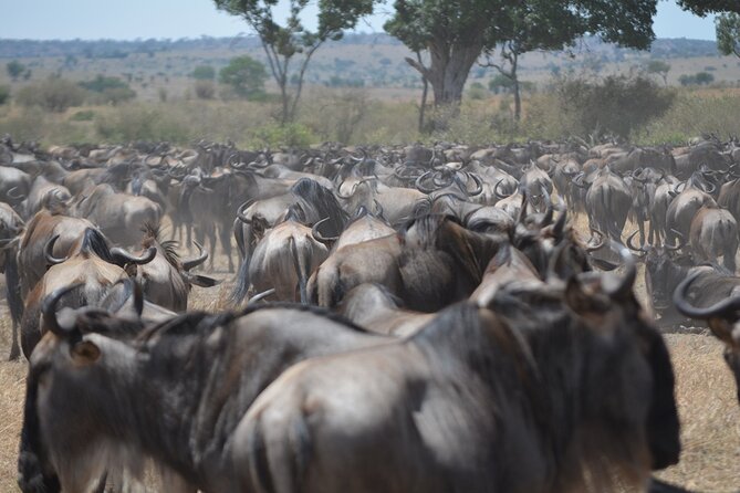 4 Days Tanzania Lodge Safari With Two Nights at Serengeti - Reaching the central Serengeti on Day 2