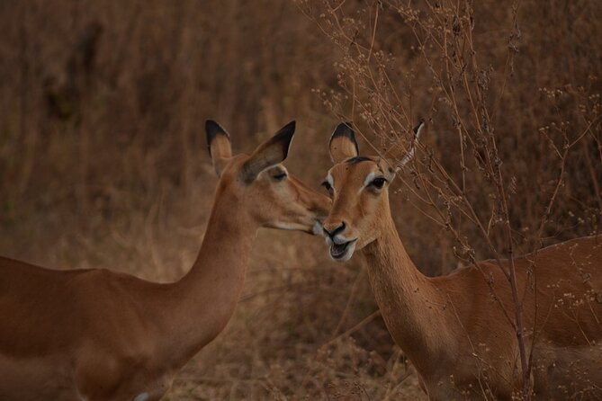 4 Days Tanzania Lodge Safari With Two Nights at Serengeti - Sunrise, hot lunch, and the best Serengeti day