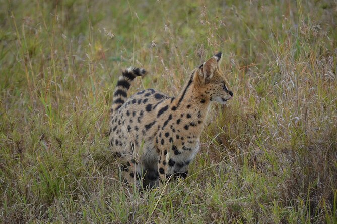 4 Days Tanzania Lodge Safari With Two Nights at Serengeti - Ngorongoro Crater is a strong final act