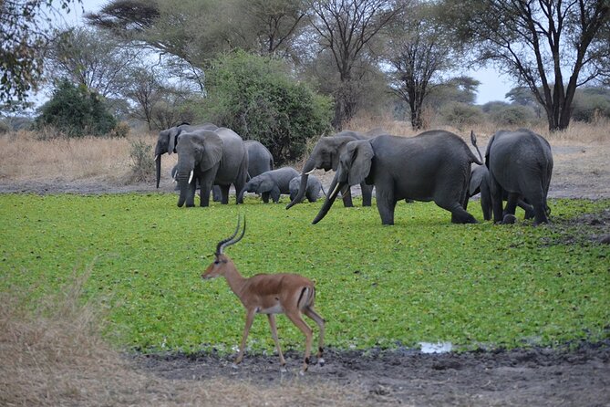 4 Days Tanzania Lodge Safari With Two Nights at Serengeti - Who will enjoy this safari most