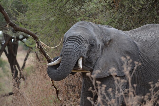 4 Days Tanzania Lodge Safari With Two Nights at Serengeti - Booking advice and cancellation terms