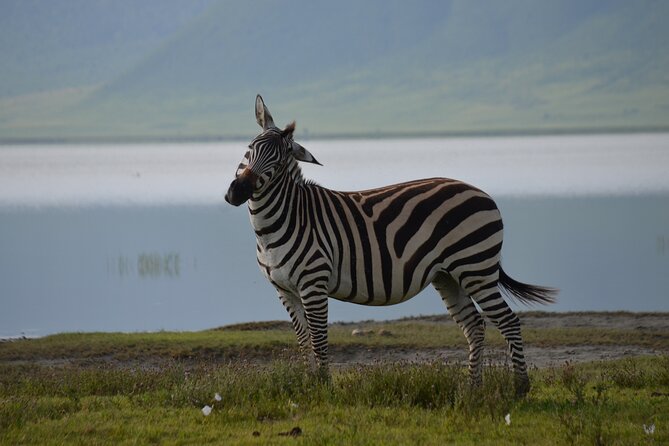 4 Days Tanzania Private safari to Serengeti ,ngorongoro crater and Tarangire - Day one: elephants and open country in Tarangire