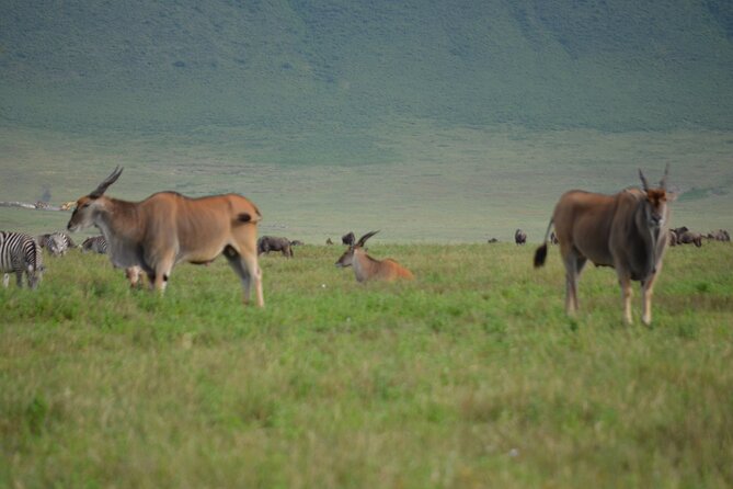 4 Days Tanzania Private safari to Serengeti ,ngorongoro crater and Tarangire - Day three: an early start in the heart of Serengeti