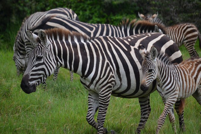 4 Days Tanzania Private safari to Serengeti ,ngorongoro crater and Tarangire - Day four: below the rim of Ngorongoro Crater