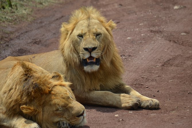 4 Days Tanzania Private safari to Serengeti ,ngorongoro crater and Tarangire - Who should book this safari