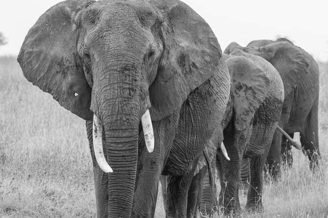 4 Days Tanzania Safari Tarangire, Serengeti and Ngorongoro Crater - What the $1,200 price really covers