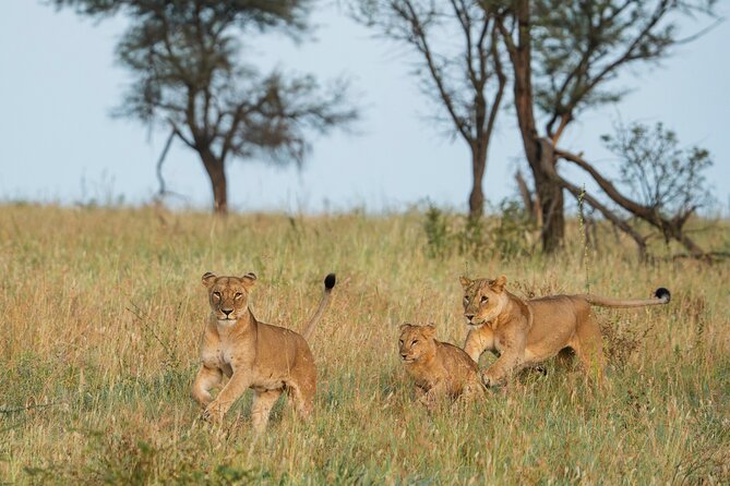 4 Days Tarangire, Serengeti and Ngorongoro Mid-Range Group Safari - What makes this safari worth your four days