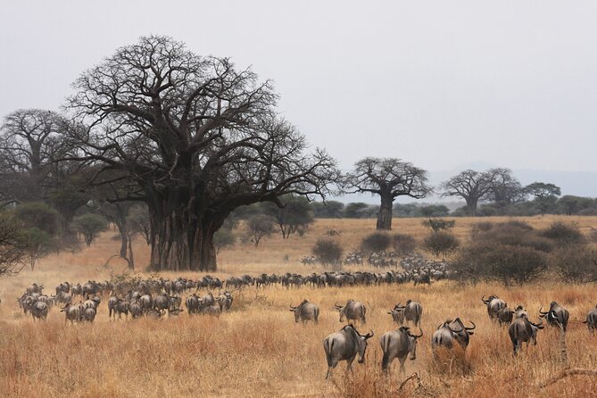 4 Days Tarangire, Serengeti and Ngorongoro Mid-Range Group Safari - Food, accommodation, and the practical rhythm