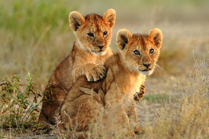 4 Days Tarangire, Serengeti and Ngorongoro Mid-Range Group Safari - Who should book this route